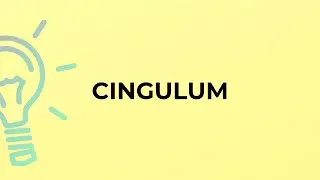 What is the meaning of the word CINGULUM?