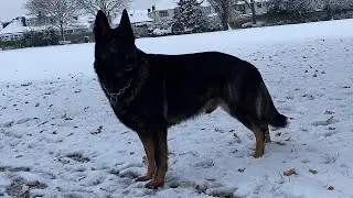 Big german shepherd working line dog, enjoying the snow in London, United Kingdom