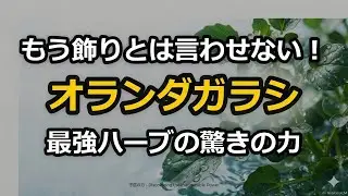 クレソンの真実：飾りから主役へ！最強スーパーフードの魅力と栽培・注意点