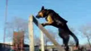 ronink9