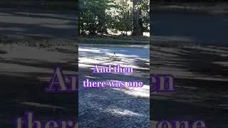 Driveway Crows Disappear Fast - Except for One #crow #corvid #naturefam #sevenseesmusic2020