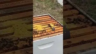 Little Pollen to get them through the cold snap.