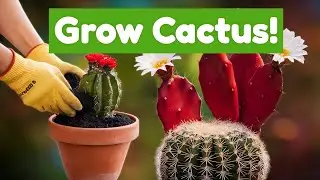 Grow Your Own Edible Cactus Step by Step Guide!