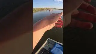 Little top water action #googanbaits #bassfishing #googanrods #bigbassenergy