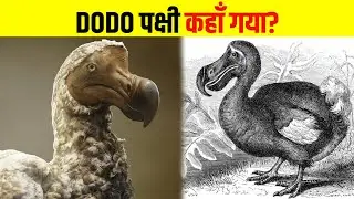 DODO पक्षी आज कहा रेहता है - Why Dodo Bird Extinct