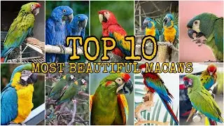 TOP 10 !!! MOST BEAUTIFUL MACAWS