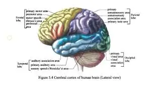 Grade 12 Biology, Chapter 5, 5.3.1 Human Nervous System (လူ၏အာရုံကြောအဖွဲ့အစည်း)
