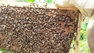 The brood pattern  is Capped at 100% #Bees #Brood #honey #100% #5trending