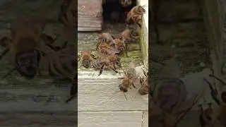 Honey Bee Sound 🐝