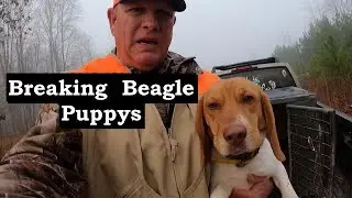 Rabbit Chasing Secrets Your Beagle Puppy Needs to Know!