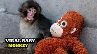 Viral Baby Monkey Hugging a Toy Like His Mother | Real Story | Internet Is Crying Over This Monkey 
