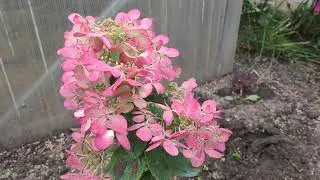 Гортензия метельчатая Даймонд Руж  (Hydrangea paniculata `Diamant Rouge`)