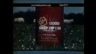 Sheep Dip and DDT.  Archive film 93717