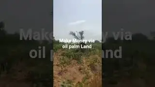 invest in oil palm acres of land in Ibadan. #ibadanproperties #oilpalm #investment #nigeria
