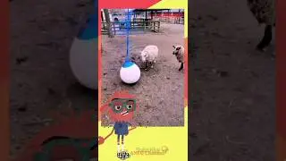 Domba menemukan musuh baru, sheep find new enemies #lucu #funny #ketawa #ngakak #videoshort #viral