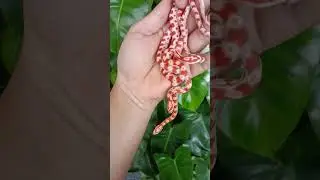 corn snake amel