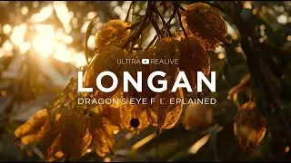 Longan: The Dragon&rsquo;s Eye Fruit of Asia Explained