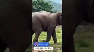Excited baby Elephant having a mud bath