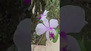 Hồ điệp rừng L&aacute;i Lan-Phalaenopsis lowii