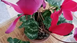 RED CYCLAMEN