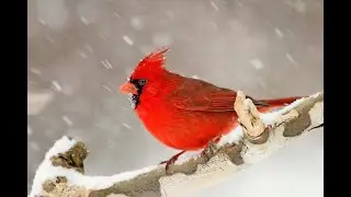 Watercolor Cardinal 2