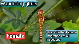 Wandering glider#Globe skimmer#Pantala flavescens#Most widespread dragonfly#lifeon earth#naturelover