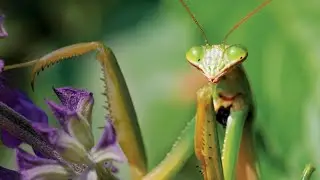 Amazing Mantids: Exploring the Insects of NHMLA