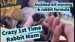 Assisted Rabbit Nursing // How To Care For Kits // Baby Rabbit Rescue