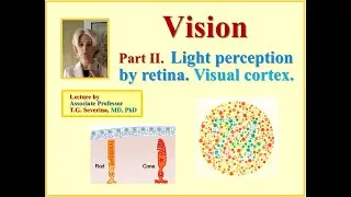 Vision (part II). Light Perception. Visual Cortex