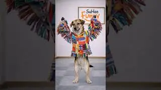Funny Dog with Brocade Costumes 🐶🐶