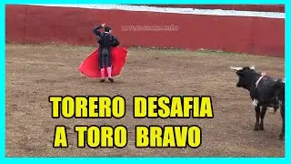 TORERO desafía al  TORO BRAVO 👍
