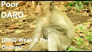 Update Adult Monkey DARO Today, Poor Adult Monkey DARO Fall from High Tree