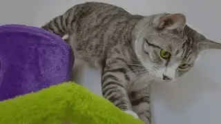 10 Minute Cat Calm │ Cozy Together Time, Mouse Play & Quiet Moments │ Chill Lofi for Relaxation