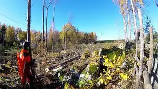 Felling trees with RH pusher