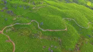 Sterling | Aerial View of the serene hills of Munnar | Drone Shots