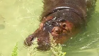 Hippos LA Zoo Los Angeles California USA July 20, 2021 Hippopotamus Swimming Eating