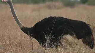 Superstars of South Africa 🇿🇦: Ostrich