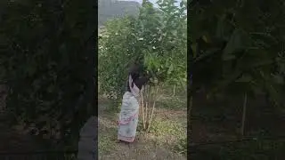 mulberry tree pruning #sericulture #farming #bosch #agriculture #nature #trending