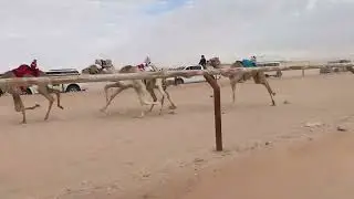 الشوط 2 لماح / ربيع بن خجيم 