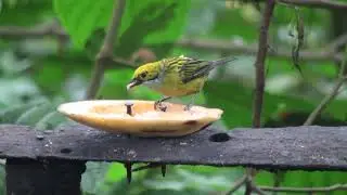 Calliste safran (Tangara i. icterocephala) Silver-throated Tanager