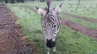 Zorro the Zebra ~Like I'm Gonna Lose You~