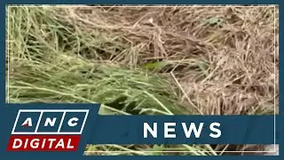 Farms in Tabaco City, Albay suffer damage from Typhoon Uwan | ANC