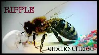 CHALKNCHEESE - RIPPLE