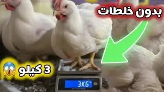 5 أسرار لزيادة وزن الفراخ البيضاء 🐔 تسمين الفراخ البيضه 3 كيلو 😱