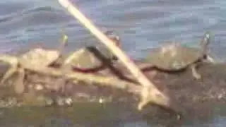 turtles on a log