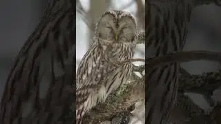 Ural Owl. Punkaharju, Finland. 25/3/2023 #owl #bird #winter
