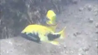 Hericthys Labridens