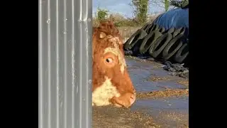 Saving That #4: Redshirt Shit