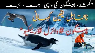 The Lost Penguin's Incredible Reunion | Heartwarming Rescue Story | From Park to Home