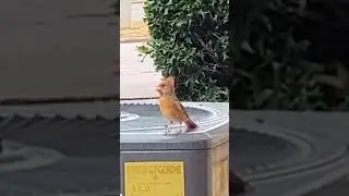 female Northern Cardinal Bird/sounds call